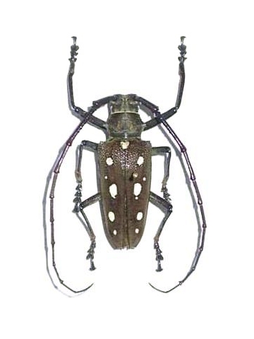 batocera